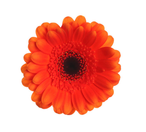 istock Beautiful orange gerbera flower isolated on white 1453137298