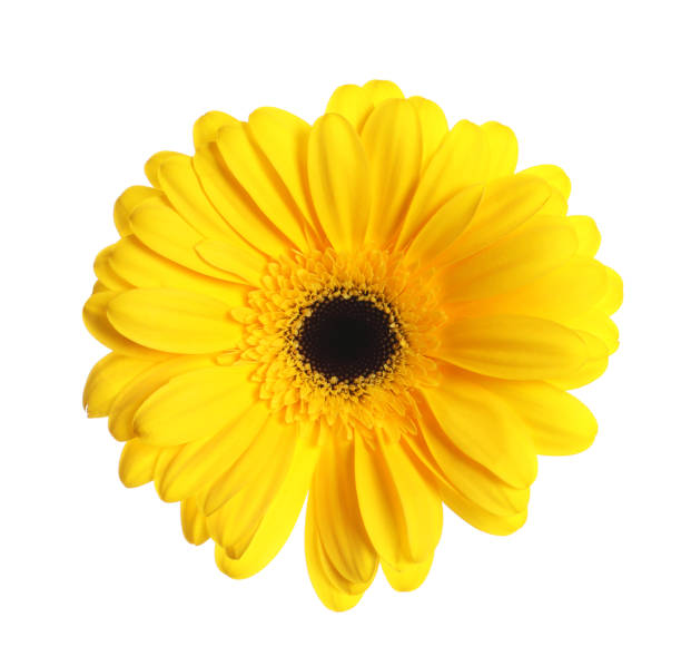 istock Beautiful yellow gerbera flower isolated on white 1453137905