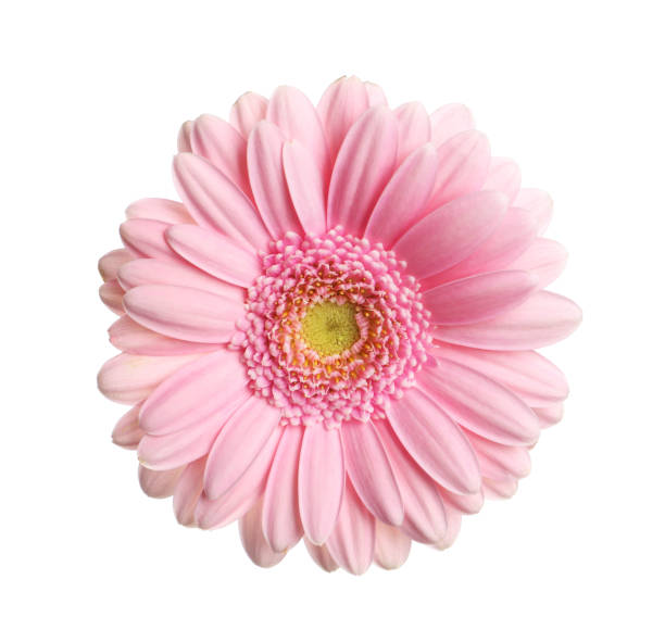 istock Beautiful pink gerbera flower isolated on white 1453138090
