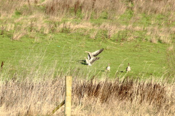 istock Flying birds in a field 1453138868