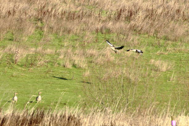 istock Flying birds in a field 1453138931