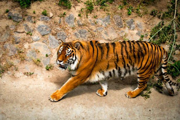 forte grande tigre siberiano andando sobre a rocha com área verde em sua gaiola no zoológico como floresta selvagem natureza da selva fundo da natureza - tiger animals in the wild stalking zoo - fotografias e filmes do acervo