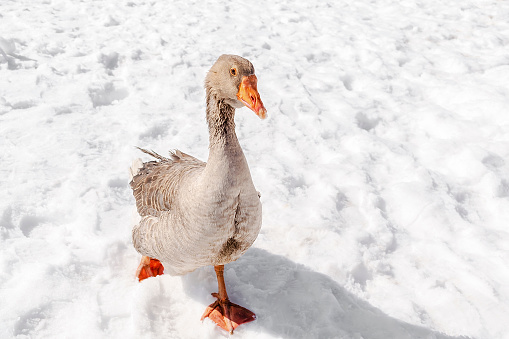 Goose duck walking on snow on rural barnyard in free range poultry farm at winter. poultry farming
