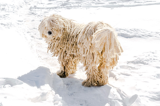 Hungarian white purebred puli breed dog,shepherd dog pet with dreadlock outdoor lying on snow at winter in the Carpathian mountains, Ukraine, Europe.