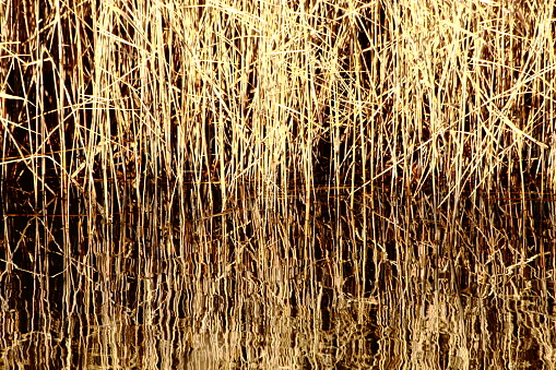 Reflection of reeds on a riverbank