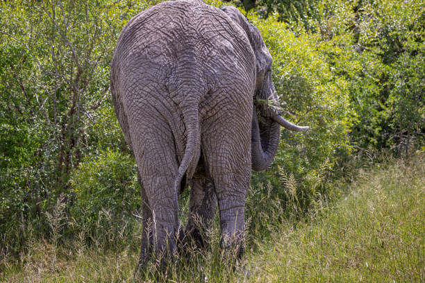 Kruger National Park, Sudáfrica