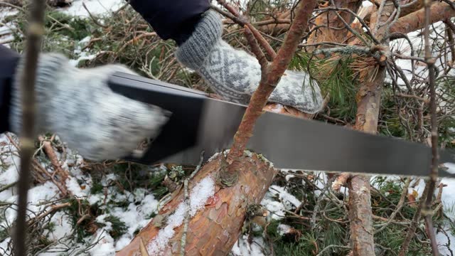 Cutting a tree With a hand saw