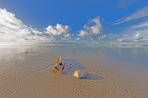 Conch shell on the tropical beach 