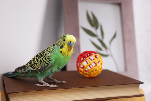 Beautiful green parrot with toy on books indoors. Cute pet