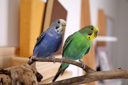 Two budgerigars preening