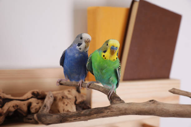 istock Beautiful bright parrots on branch indoors. Cute pets 1453141897