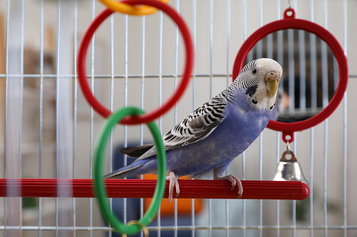 Beautiful light blue parrot in cage indoors. Cute pet