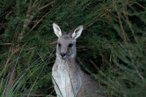 istock Female grey kangaroo looking from Bush 1453142187