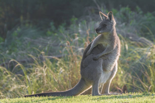 istock Grey kangaroo female standing on grass field 1453142225