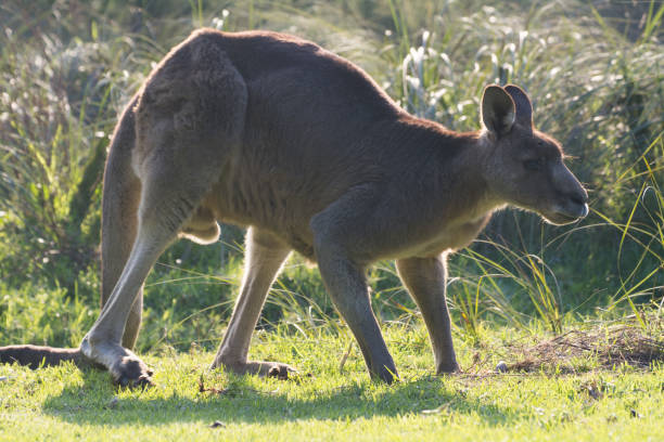 istock Male grey kangaroo on grass at sunset 1453142236