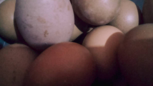 huevos de pollo - avicultura fotografías e imágenes de stock