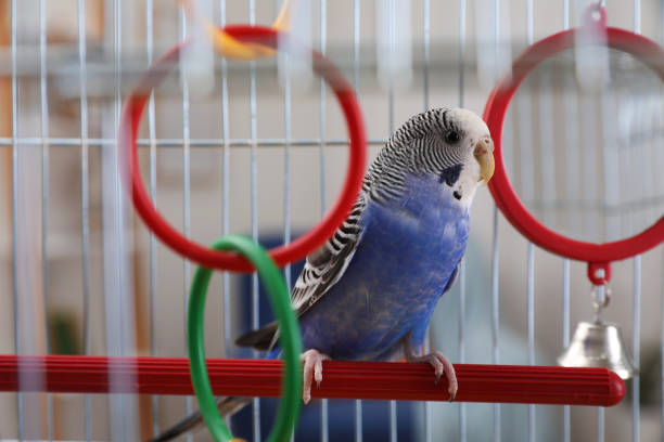 istock Beautiful light blue parrot in cage indoors. Cute pet 1453142823