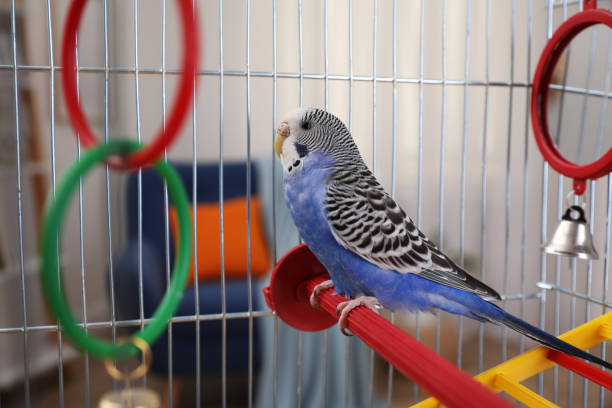 istock Beautiful light blue parrot in cage indoors. Cute pet 1453143668