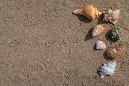 Stock photo showing an elevated view of seashells washed up on a sandy beach arranged in beach holiday design poster frame with copy space.