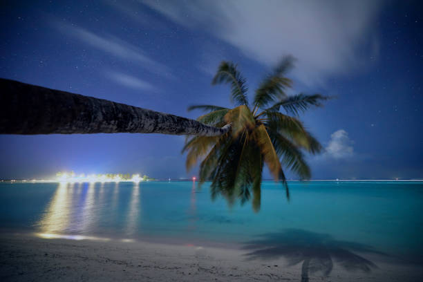 istock Palm tree on beach against stars on night sky 1453143851