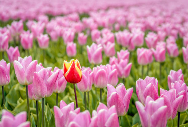 istock Different colored tulip in the flowerbed 1453143933
