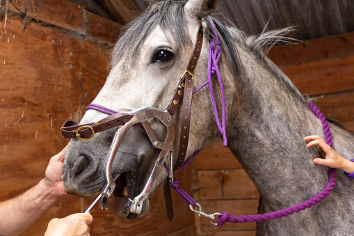 Close up shot of grey horse being treated by equine dentist, with mouth clamped open to allow the dentist access to its teeth and mouth, not a pleasant experience for the horse.