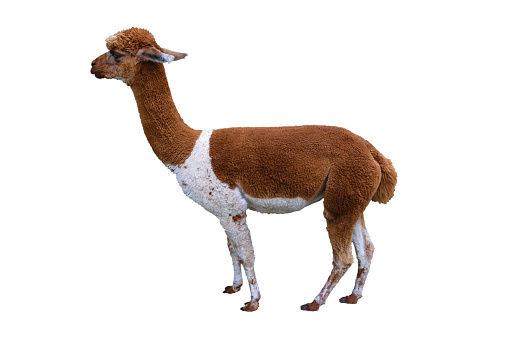 Side view of a single brown white llama alpaca isolated on a white background.