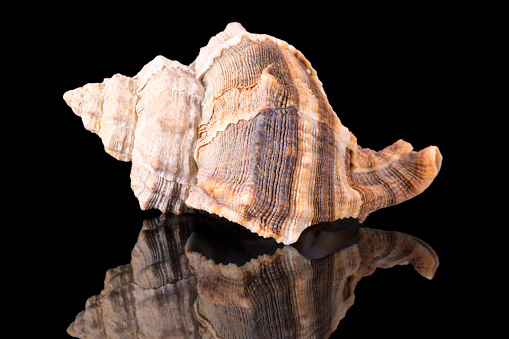 Sea shell of marine snail  isolated on black background, mirror reflection