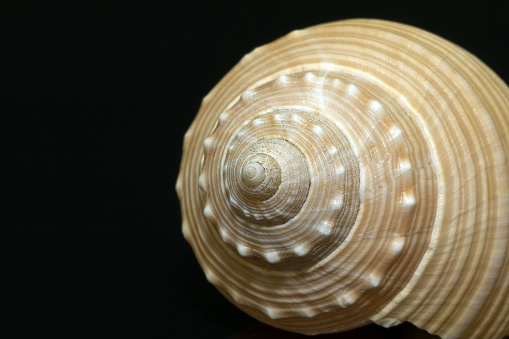 Single sea shell isolated on black background, close up