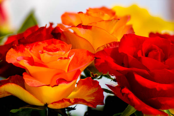 A close up of vintage style red, tangerine and yellow coloured hybrid tea roses