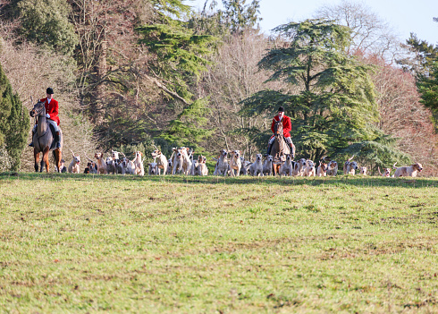 Cirencester, England - December 26, 2022: Huntmaster departing with the pack of hounds at the annual Boxing day gathering of The Vale of the White Horse Hunt in Cirencester Park, Cirencester