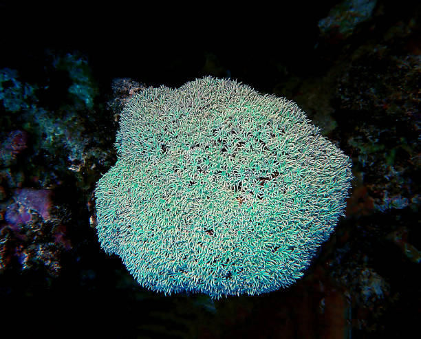 Organ pipe coral - (Tubipora musica) The organ pipe coral is an alcyonarian octocoral native to the waters of the Indian Ocean and the central and western regions of the Pacific Ocean. It is the only known species of the genus Tubipora. organ pipe coral stock pictures, royalty-free photos & images
