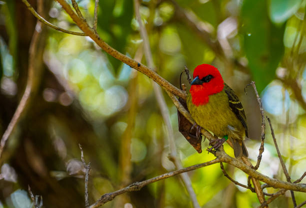 istock Mauritian red fody native bord wildlife perched and nesting in dense forest foliage showing red chest and green tail feather 1453154669