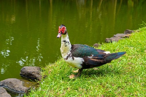 Mauritian muscovy duck native bird showing red markings and black white and grey striped chest and tail feathers