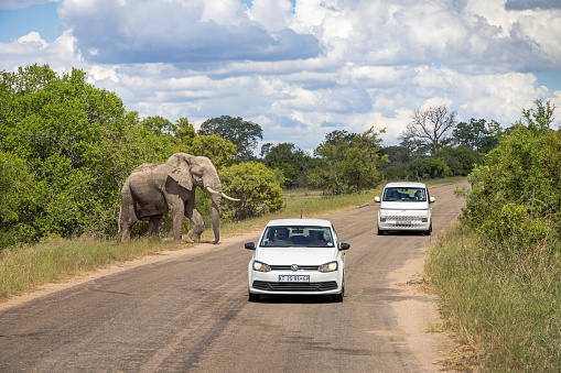 Kruger Park, South Africa - December 7th 2022: Large African elephant crossing an asphalt road between cars inside the Kruger Park