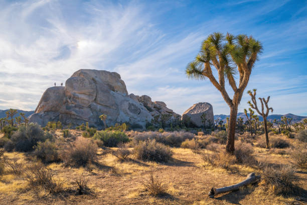 árvores de josué retorcidas e eriçadas sobre o prado árido do deserto no parque nacional de josué - yucca - fotografias e filmes do acervo