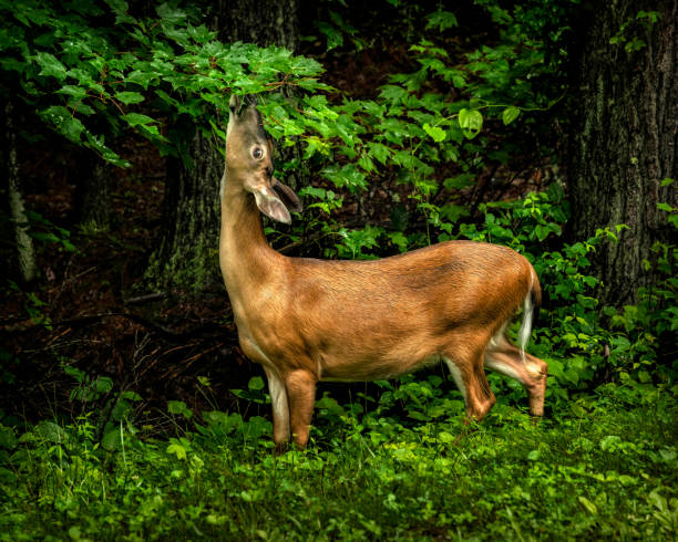 istock Deer Dining On A Rainy Day 1453157891