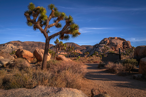Dawns first light warms the rock outcroppings of Joshua Tree National Park, CA