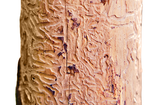 A tree eaten by a bark beetle, isolated on a white background