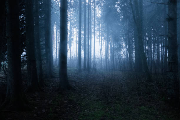 istock Landscape in fog 1453160761