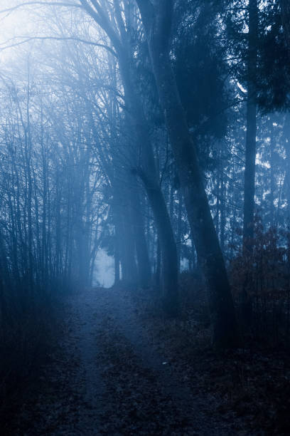 istock Landscape in fog 1453160828