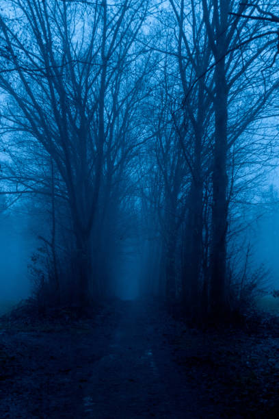istock Landscape in fog 1453161468
