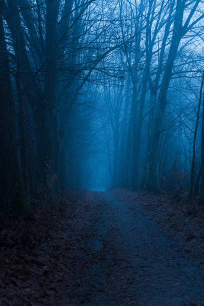 istock Landscape in fog 1453161579