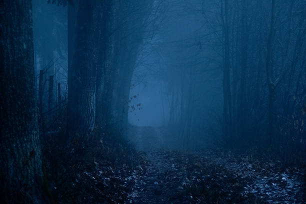 istock Landscape in fog 1453161617