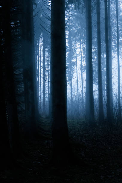 istock Landscape in fog 1453161844