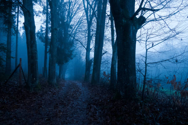 istock Landscape in fog 1453161974