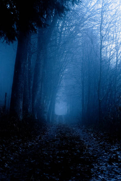 istock Landscape in fog 1453162201