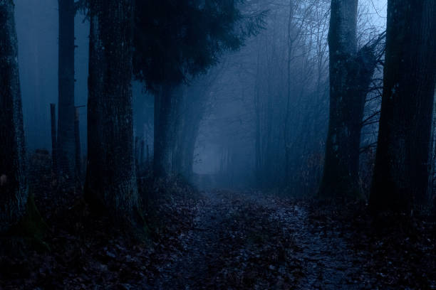 istock Landscape in fog 1453162405