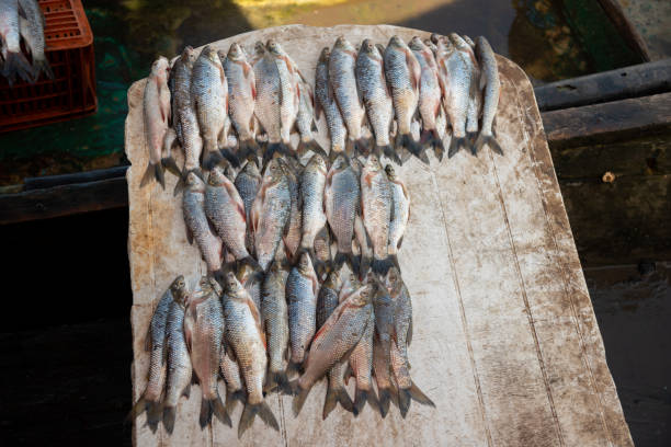 Fish on a plastic table prepared for sale in a Colombian river