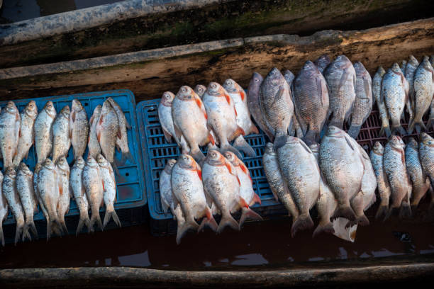 Capture of river fish in Colombia.